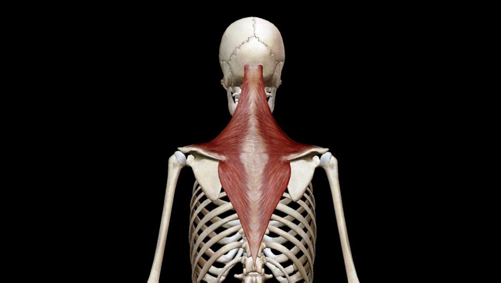 Traps 1170x660 1024x578