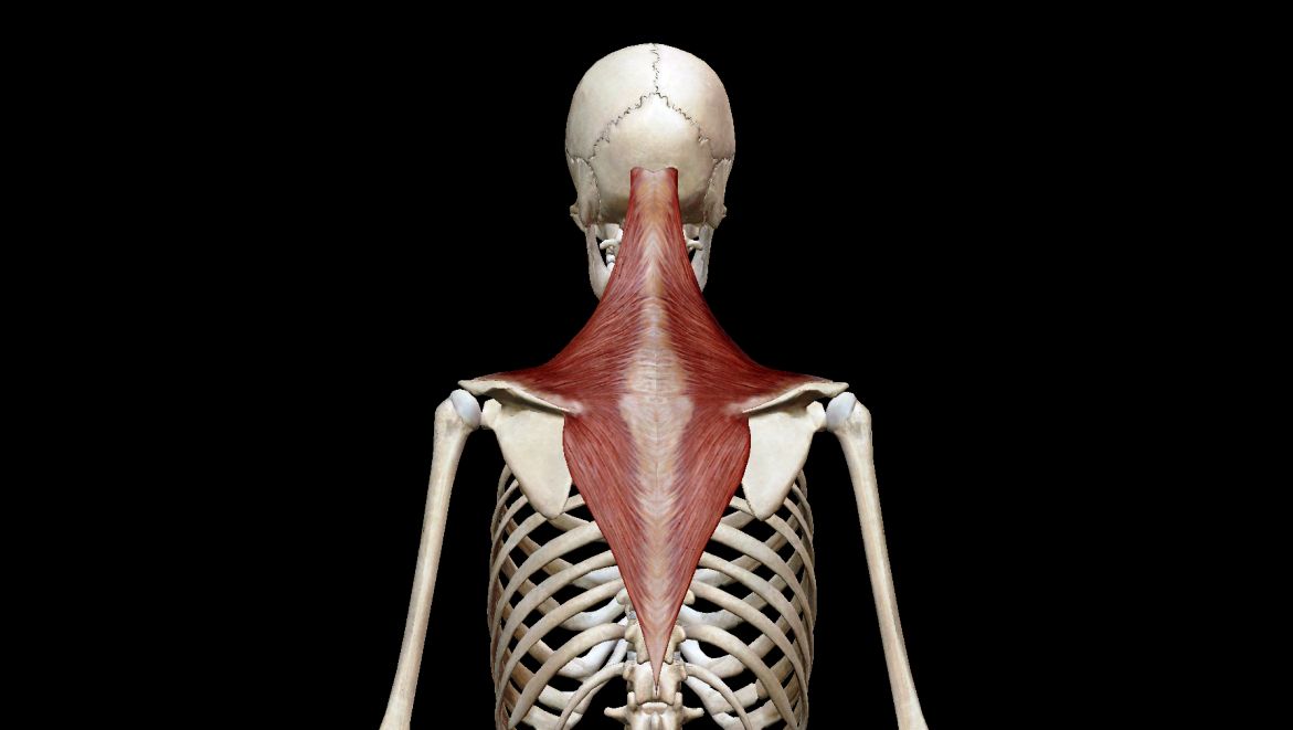 The Trapezius Muscle