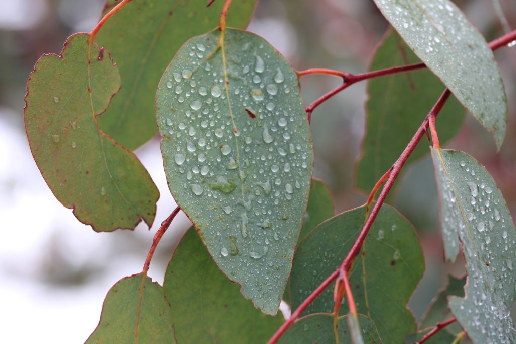 Leaf 3351512 1920 1024x683